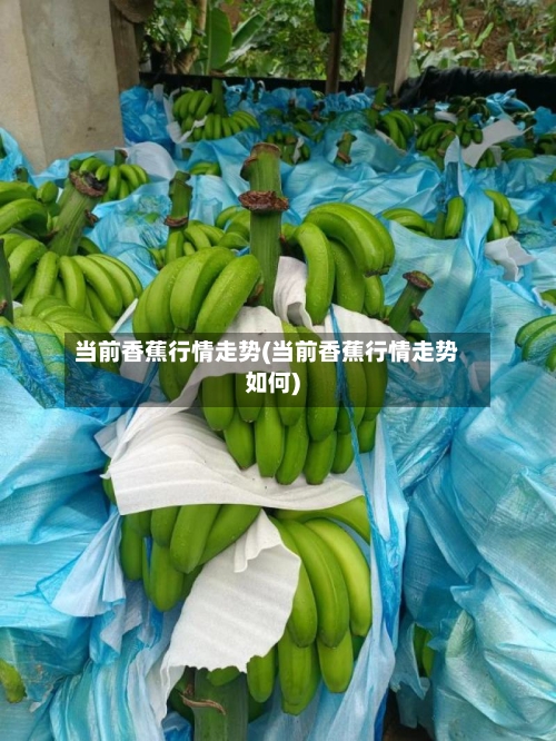 当前香蕉行情走势(当前香蕉行情走势如何)