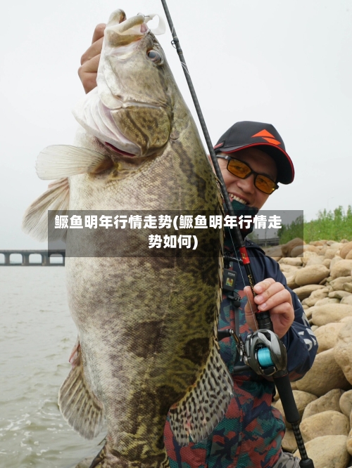 鳜鱼明年行情走势(鳜鱼明年行情走势如何)-第3张图片