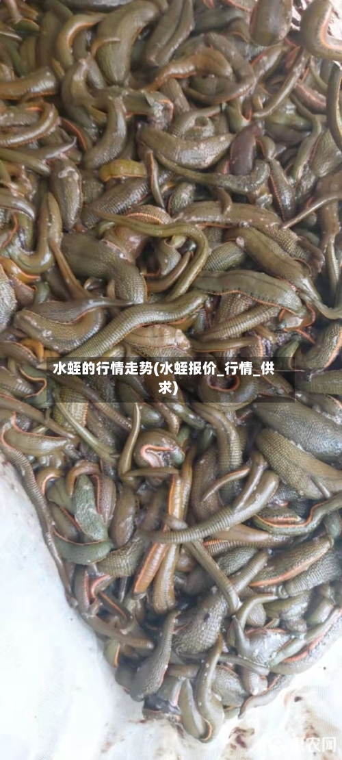 水蛭的行情走势(水蛭报价_行情_供求)