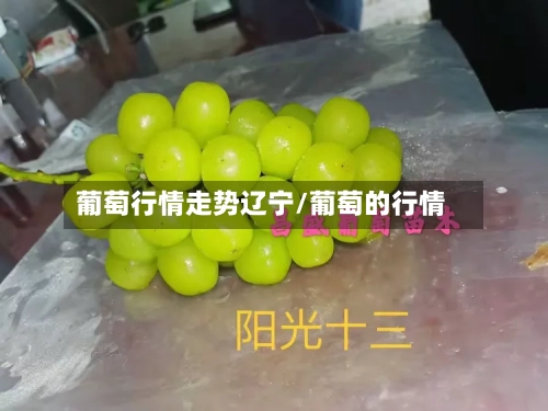 葡萄行情走势辽宁/葡萄的行情-第2张图片
