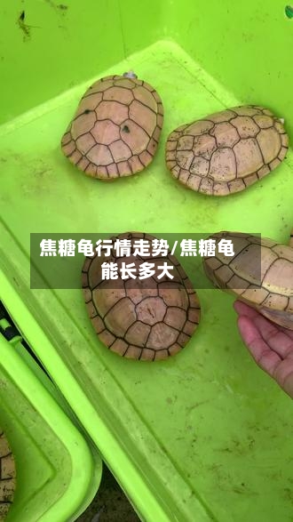 焦糖龟行情走势/焦糖龟能长多大-第3张图片