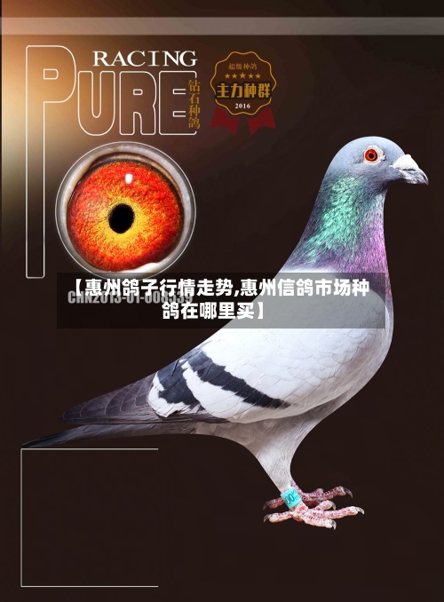 【惠州鸽子行情走势,惠州信鸽市场种鸽在哪里买】