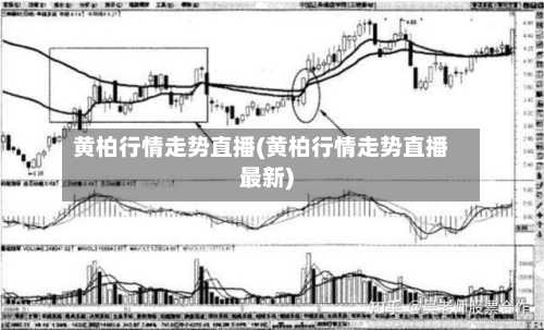 黄柏行情走势直播(黄柏行情走势直播最新)-第3张图片