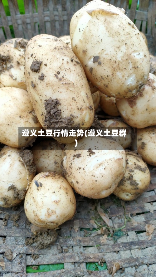遵义土豆行情走势(遵义土豆群)