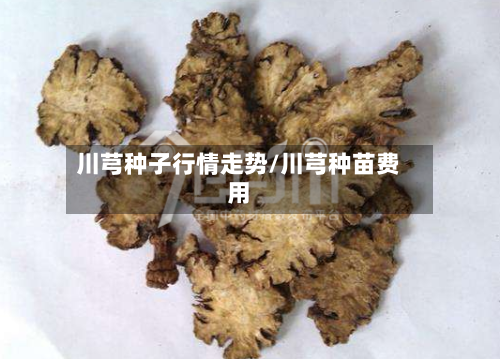 川芎种子行情走势/川芎种苗费用
