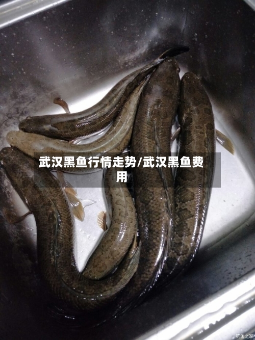武汉黑鱼行情走势/武汉黑鱼费用-第2张图片