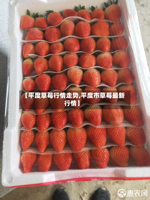 【平度草莓行情走势,平度市草莓最新行情】-第3张图片