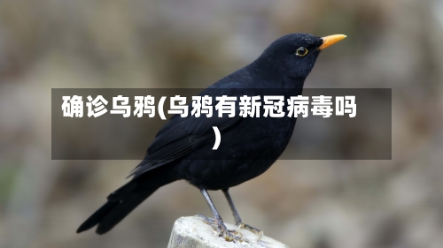 确诊乌鸦(乌鸦有新冠病毒吗)