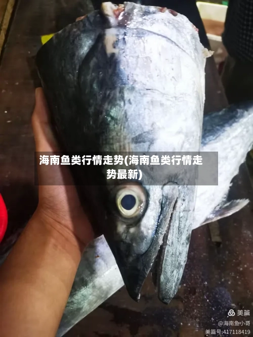海南鱼类行情走势(海南鱼类行情走势最新)-第2张图片