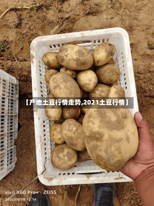 【产地土豆行情走势,2021土豆行情】-第2张图片