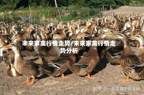 未来家禽行情走势/未来家禽行情走势分析
