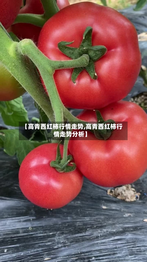 【高青西红柿行情走势,高青西红柿行情走势分析】