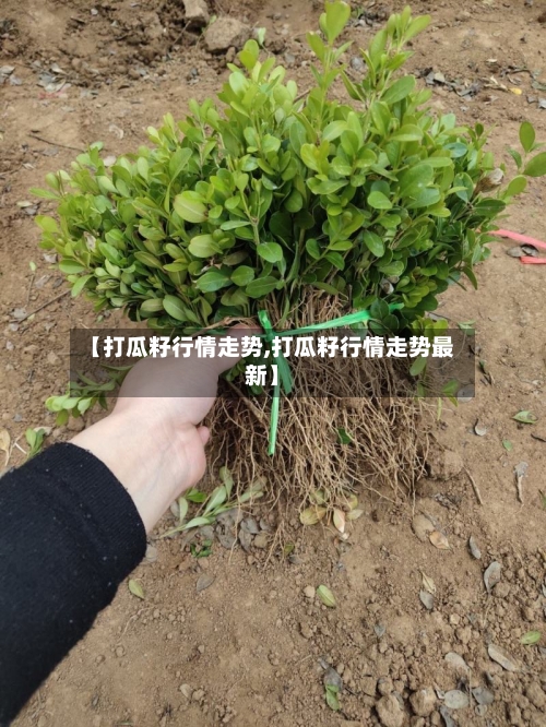 【打瓜籽行情走势,打瓜籽行情走势最新】