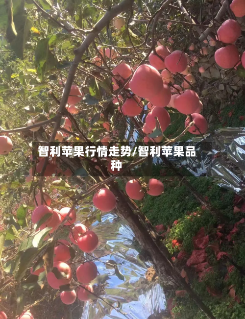 智利苹果行情走势/智利苹果品种