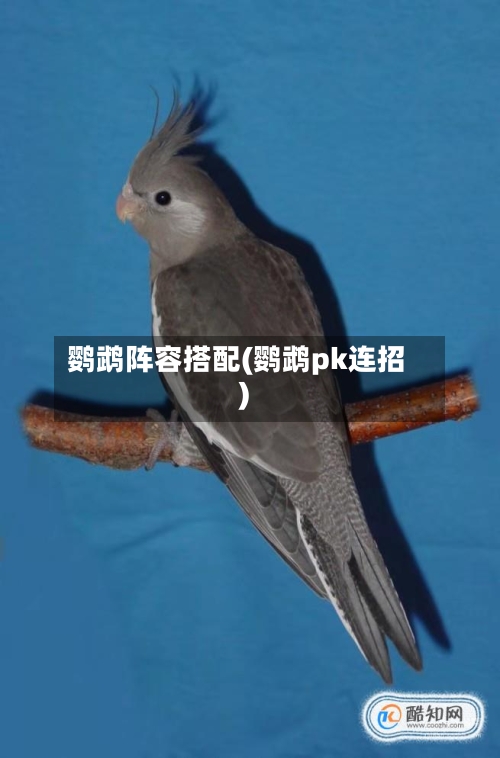 鹦鹉阵容搭配(鹦鹉pk连招)