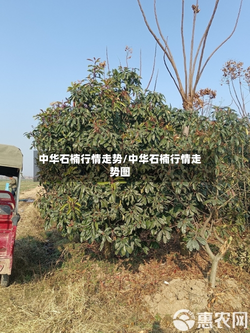 中华石楠行情走势/中华石楠行情走势图-第2张图片