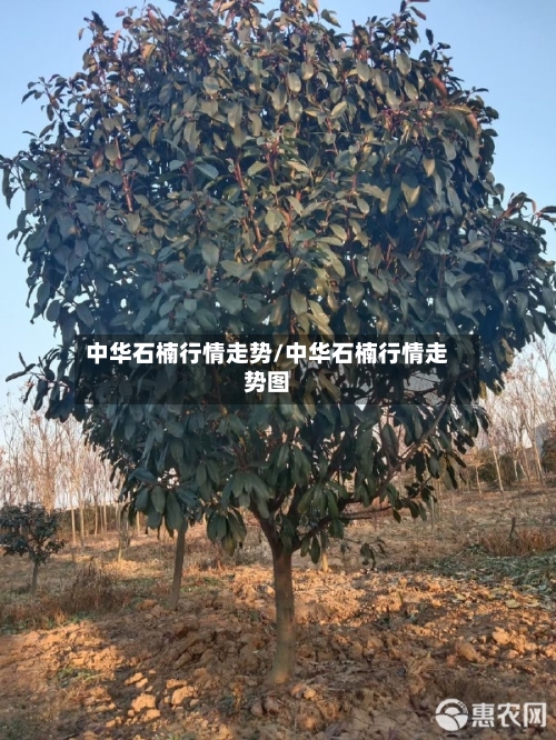 中华石楠行情走势/中华石楠行情走势图-第3张图片