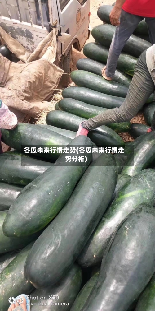 冬瓜未来行情走势(冬瓜未来行情走势分析)-第3张图片