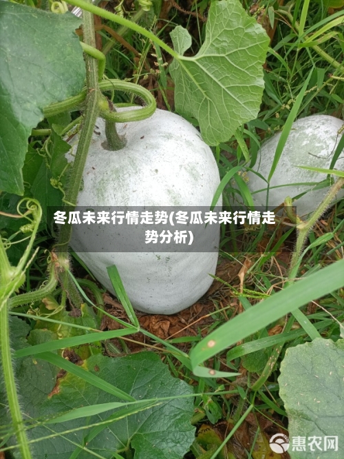 冬瓜未来行情走势(冬瓜未来行情走势分析)-第2张图片