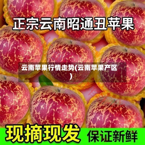云南苹果行情走势(云南苹果产区)-第1张图片