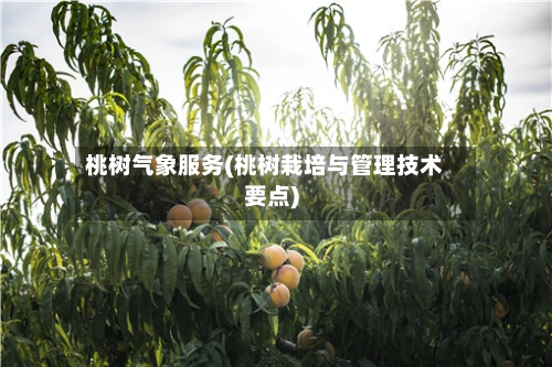 桃树气象服务(桃树栽培与管理技术要点)