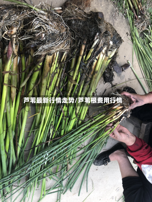 芦苇最新行情走势/芦苇根费用行情