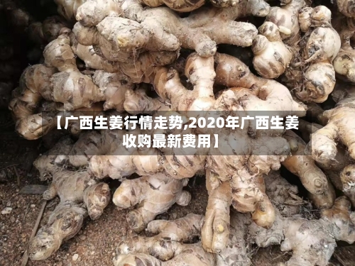 【广西生姜行情走势,2020年广西生姜收购最新费用】-第2张图片