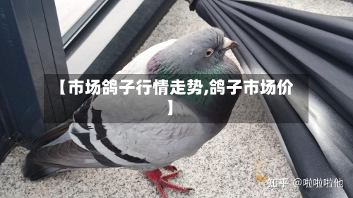 【市场鸽子行情走势,鸽子市场价】-第2张图片