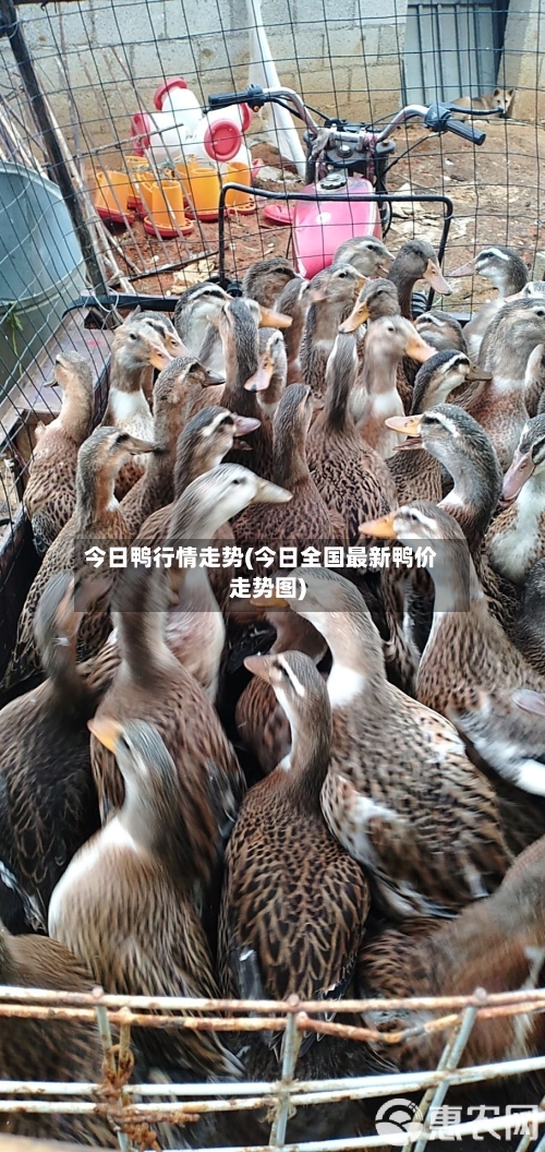 今日鸭行情走势(今日全国最新鸭价走势图)-第3张图片