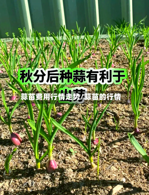 蒜苗费用行情走势/蒜苗的行情
