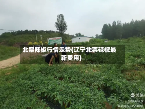 北票辣椒行情走势(辽宁北票辣椒最新费用)-第2张图片