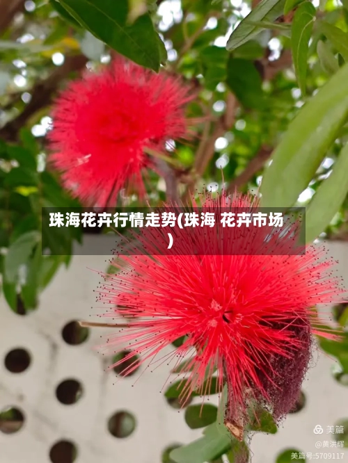 珠海花卉行情走势(珠海 花卉市场)-第2张图片