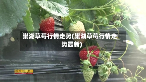 巢湖草莓行情走势(巢湖草莓行情走势最新)-第3张图片