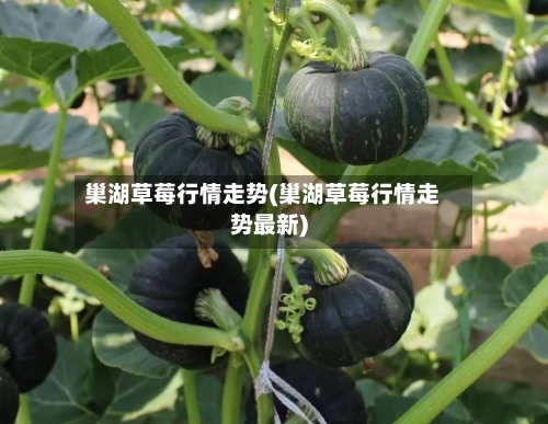 巢湖草莓行情走势(巢湖草莓行情走势最新)-第2张图片