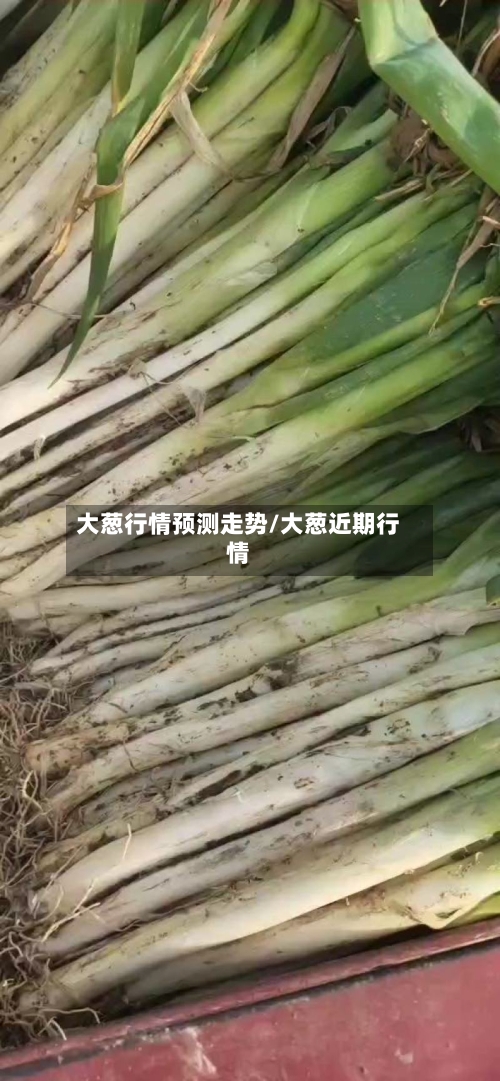 大葱行情预测走势/大葱近期行情
