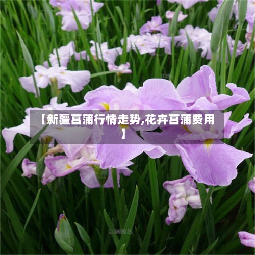【新疆菖蒲行情走势,花卉菖蒲费用】