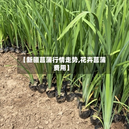 【新疆菖蒲行情走势,花卉菖蒲费用】-第2张图片
