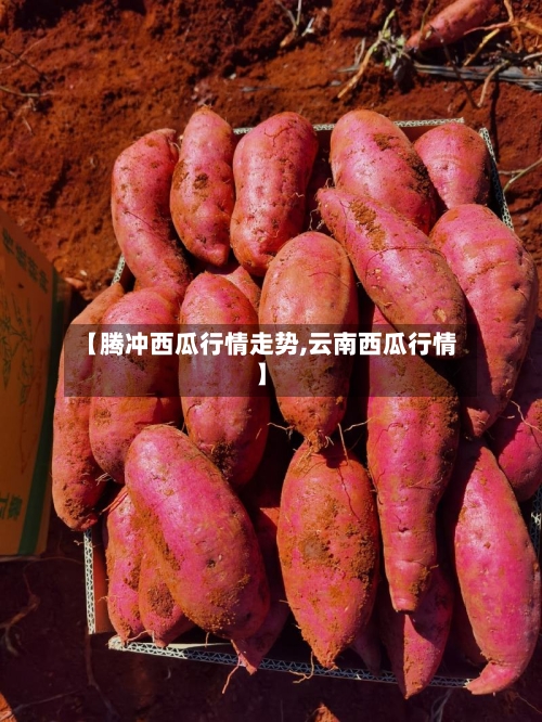 【腾冲西瓜行情走势,云南西瓜行情】-第2张图片