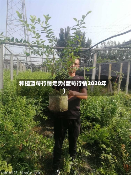 种植蓝莓行情走势(蓝莓行情2020年)